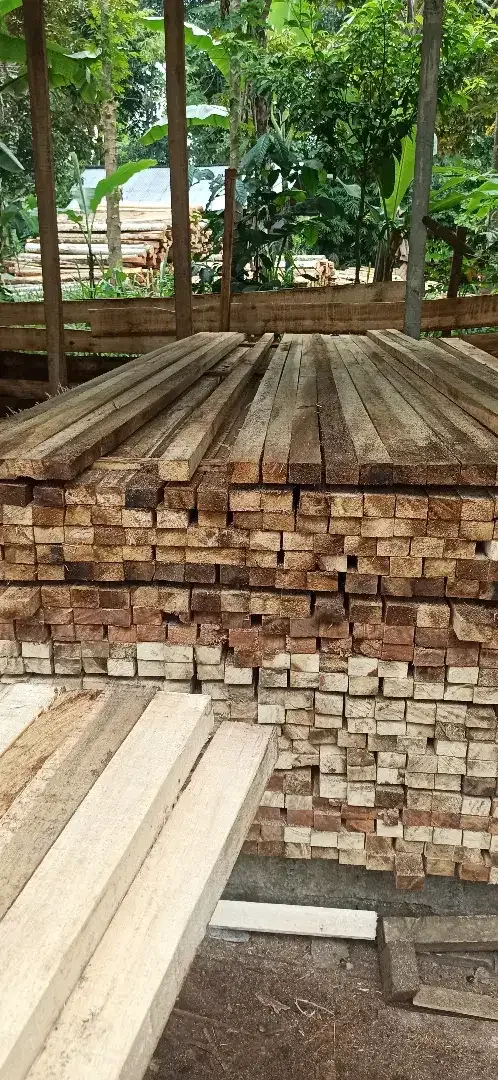 Dijual kayu jimas super lurus dll dri pemotongan langsung - Image 1 of 5