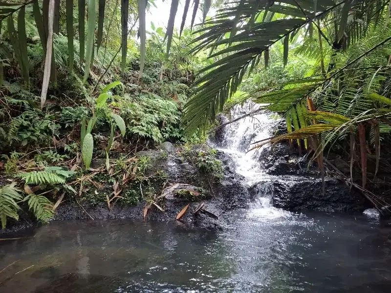 Dijual tanah kebun durian los sungai bebatuan di tabanan bali - Image 1 of 10
