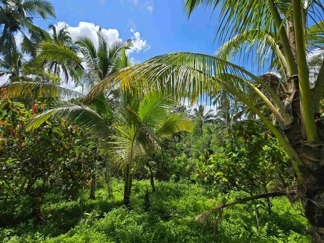 Dijual tanah murah los sungai air jernih di bali - Image 8 of 10
