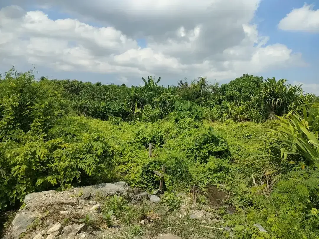 Di jual tanah premium & view sawah yang berlokasi di Tumbak bayuh Pererenan Canggu - Image 1 of 6
