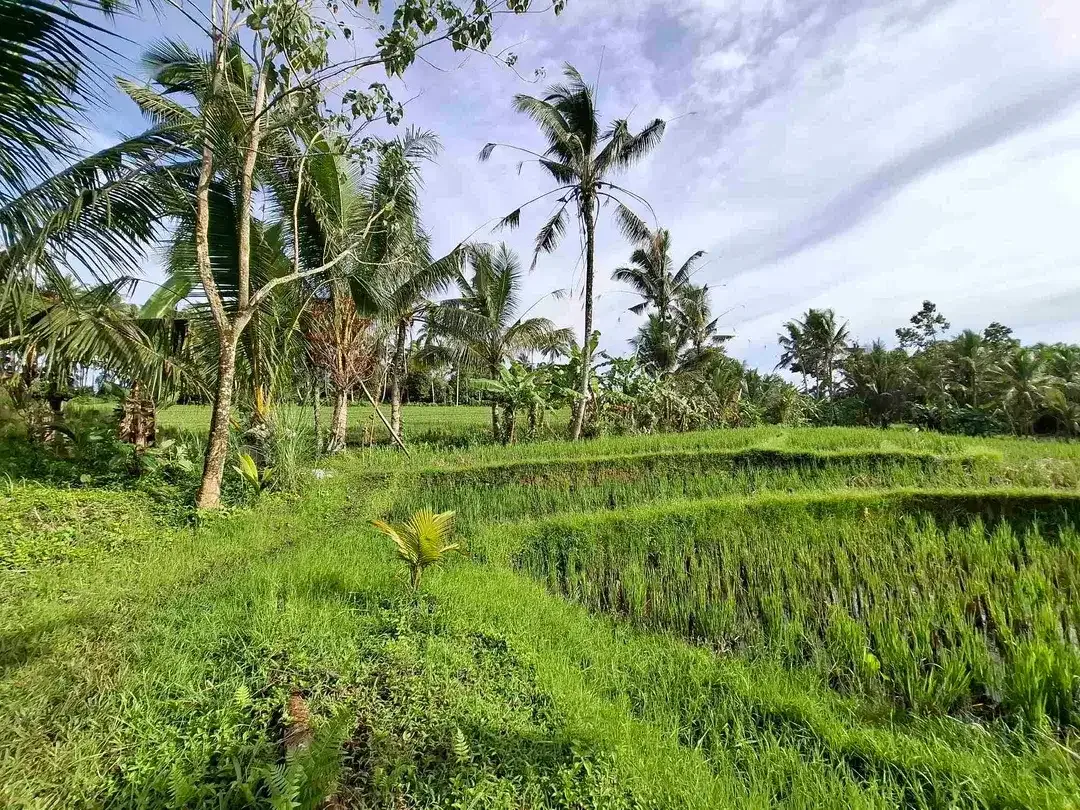 tanah view sawah luas kecil - Image 1 of 8