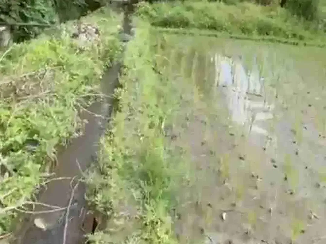 Di jual tanah sawah luas 48.5 are/48500 M2 di kaba-kaba tidak jauh ke arah pantai pererenan - Image 6 of 10