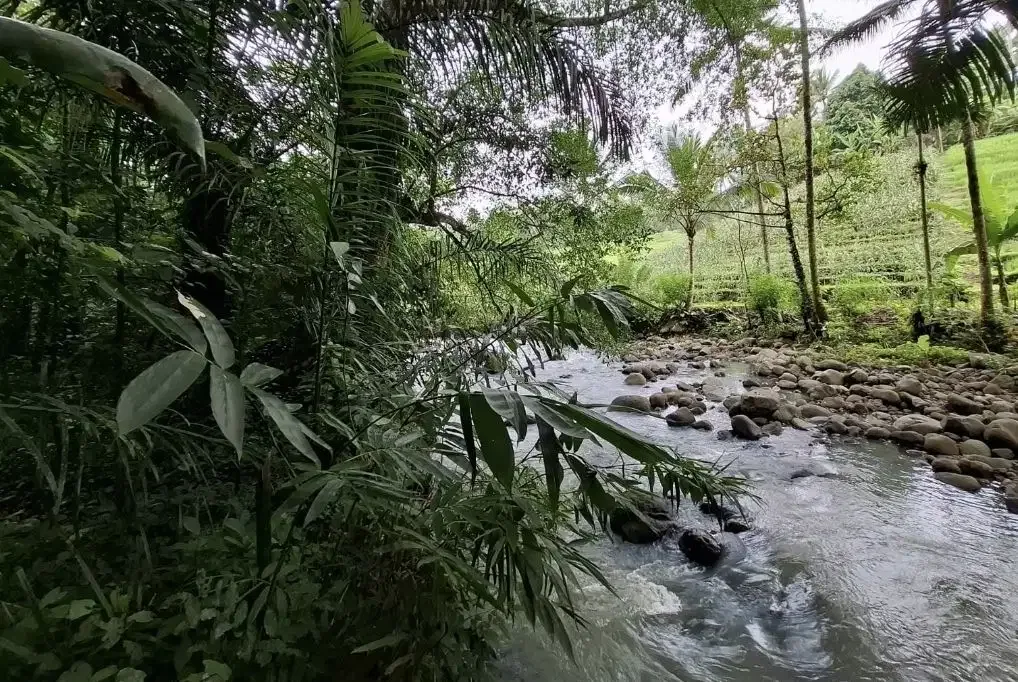Dijual tanah kebun los sungai dengan view sawah terasering - Image 2 of 8