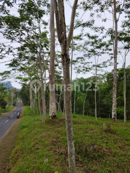 Dijual Tanah Premium - Taro Utara Ubud View Jungle & Lembah - Image 3 of 4