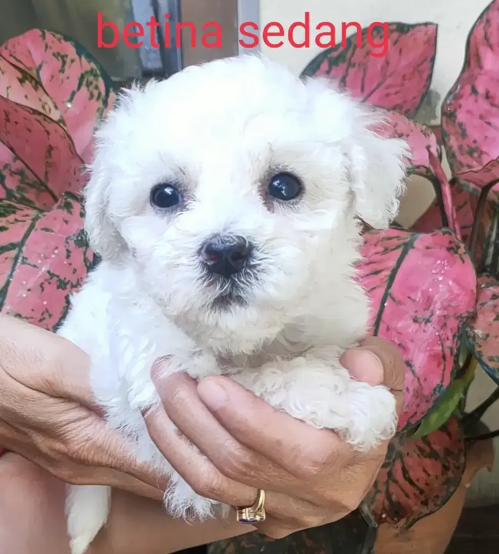 DI JUAL MURAH BICHON FRISE STAMBUM VAKSIN KUALITAS BAGUS - Image 3 of 3