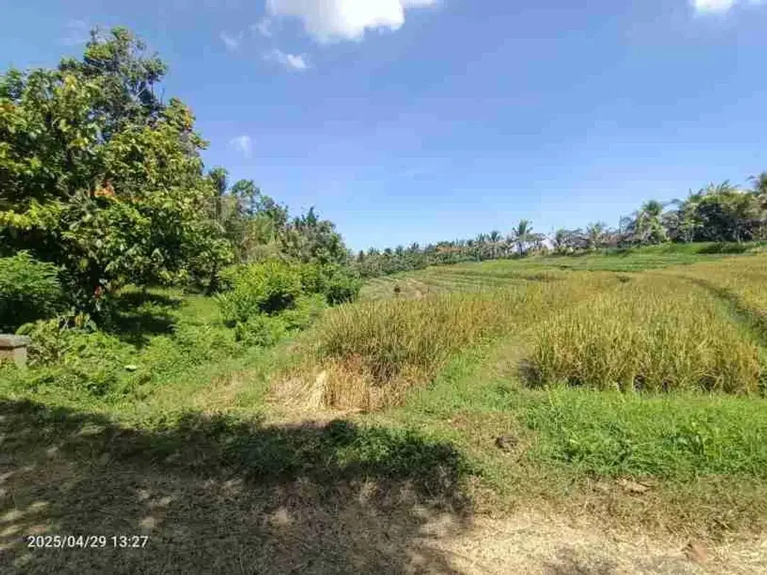 Kebun Durian View Sawah Zona Kuning 15 Menit Dari Pantai Di Bali - Image 2 of 5