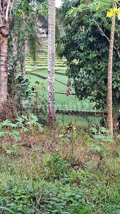 Dijual Tanah Kebun Produktif 70 Are - View Sawah di Lumbung Selemadeg Barat Tabanan - SHM - Image 3 of 4