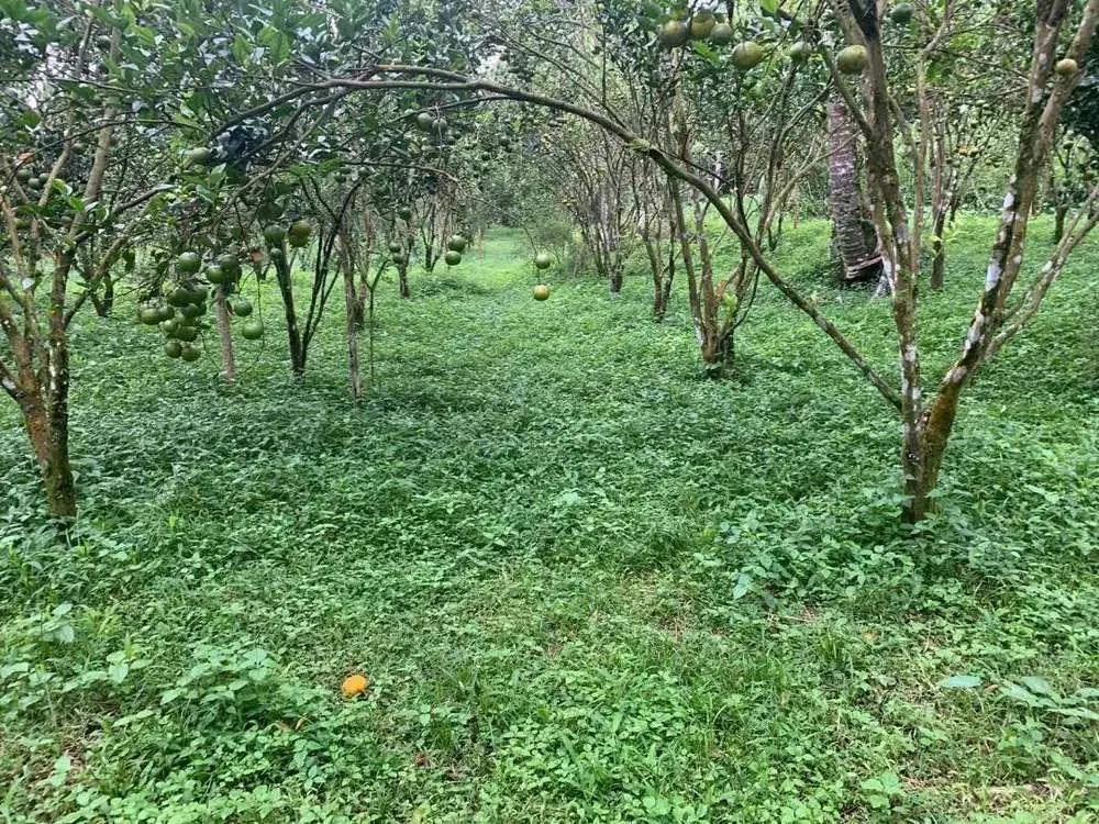 Dijual Tanah Kebun Produktif Lokasi Ubud - Image 1 of 3