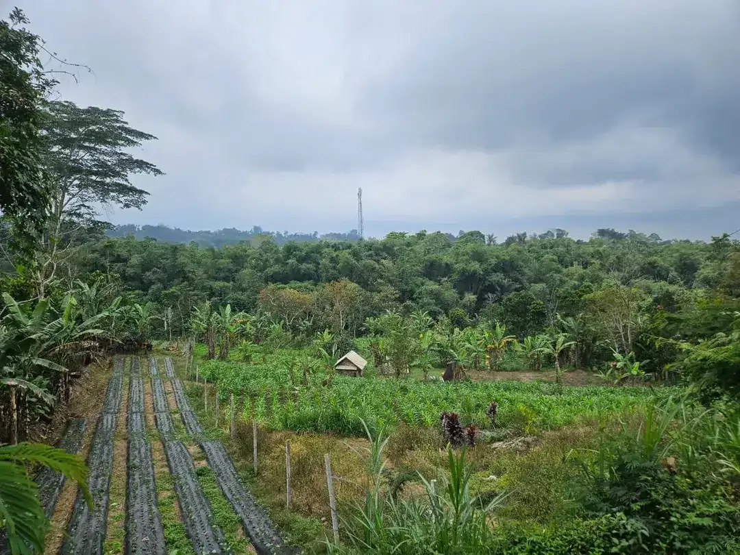 Dijual Tanah Pertanian Strategis di Andong, Baturiti – Tabanan - Image 1 of 4
