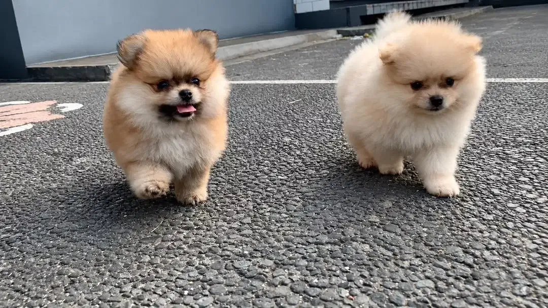 DI JUAL ANAK ANJING MINI POM - Image 1 of 6