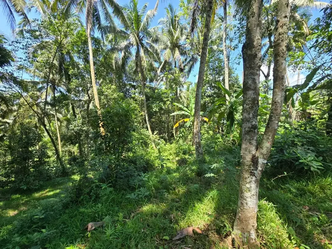 Dijual murah tanah kebun view sawah dan los sungai - Image 9 of 10