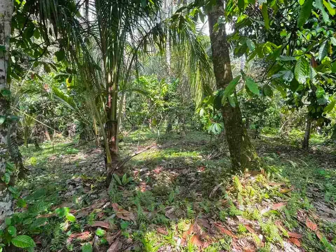 jual tanah kebun aneka buah lokal area pemukiman di tabanan bali. - Image 10 of 10