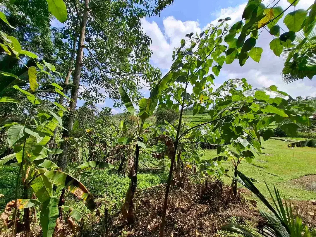 tanah kebun strategis dekat fasilatas umum dan tempat wisata mendapatkan view sawah terasering - Image 6 of 10