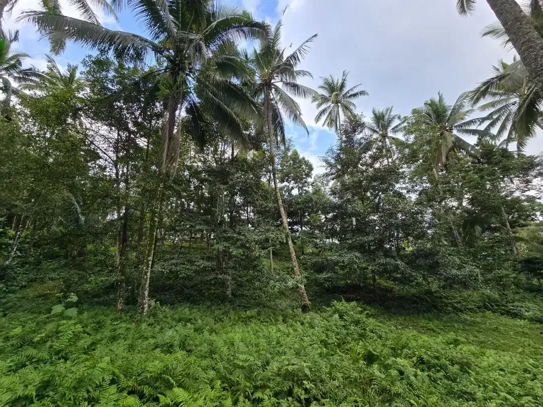 Dijual tanah dengan  sungai view sawah terasering bali - Image 4 of 10