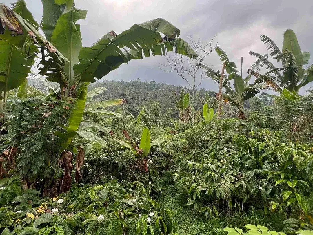 Dijual kebun kopi produktif siap panen harga murah view bagus di tabanan bali - Image 2 of 10