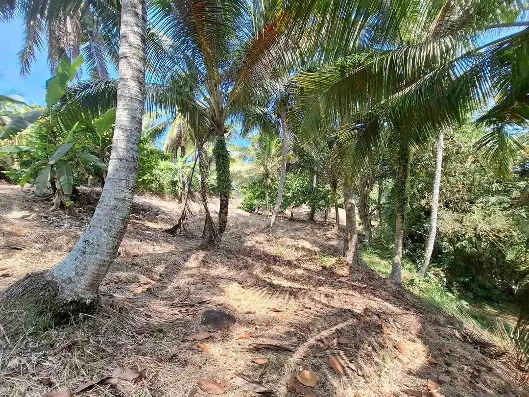 dijual tanah strategis dekat pantai wisata di tabanan dengan view sawah dab los sungai kecil berbatu - Image 5 of 10