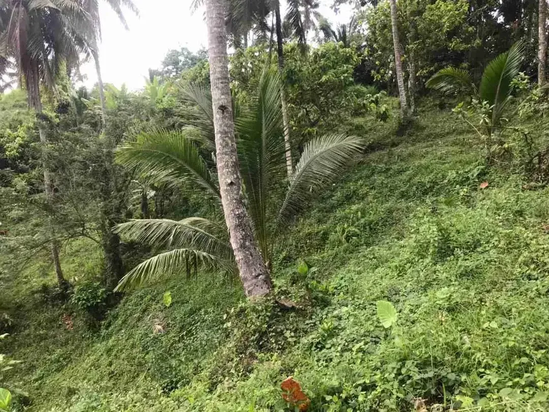 jual tanah kebun murah harga 100 ribu / meter di selemadeg tabanan bali. - Image 8 of 10