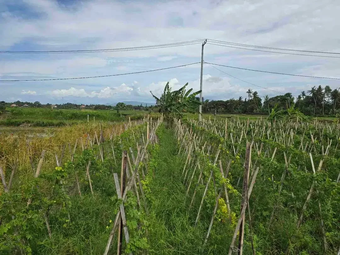 Dijual tanah kecil murah dekat pantai pasut tabanan bali - Image 7 of 10