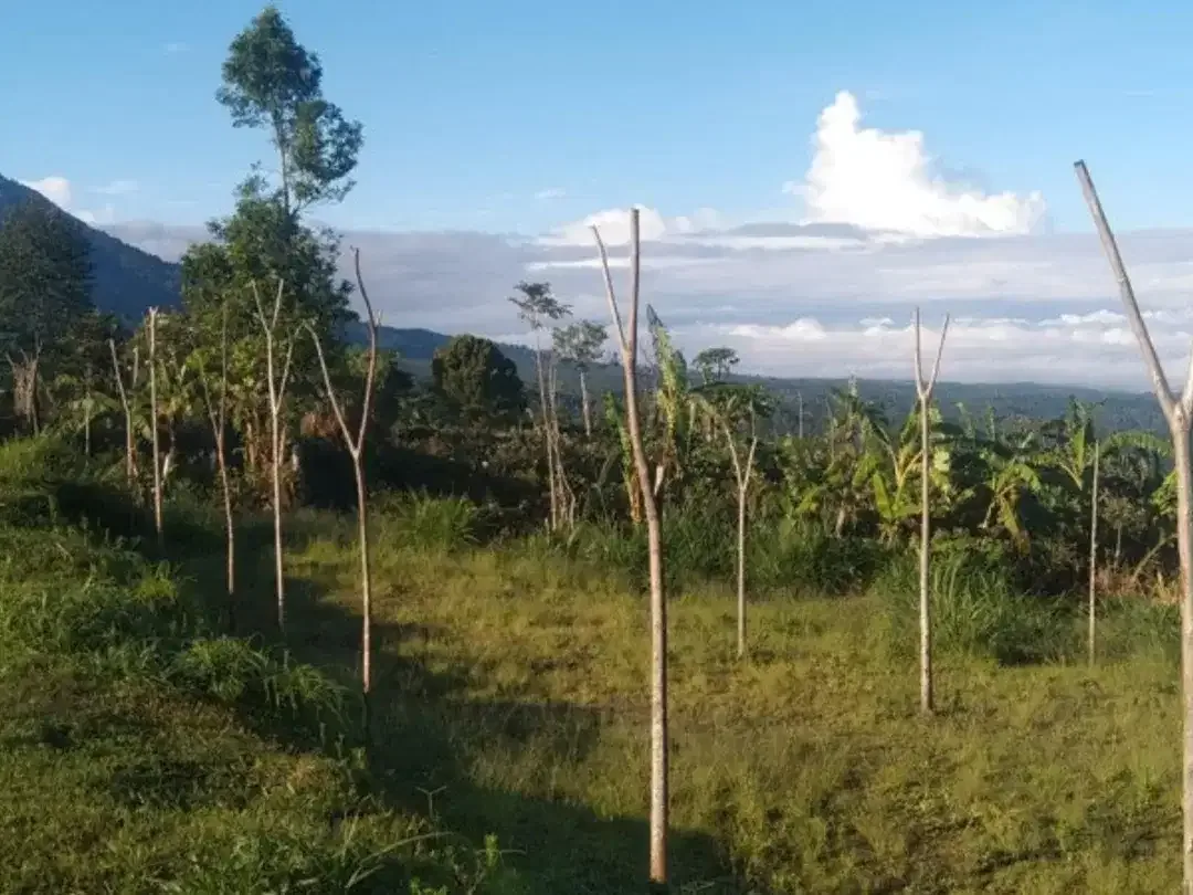 LAND FOR SALE
DANAU TAMBLINGAN – MUNDUK - Image 10 of 10