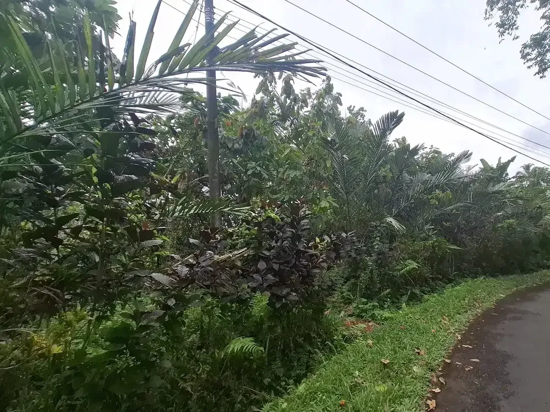 Dijual tanah kebun salak di selemadeg tabanan bali - Image 1 of 8