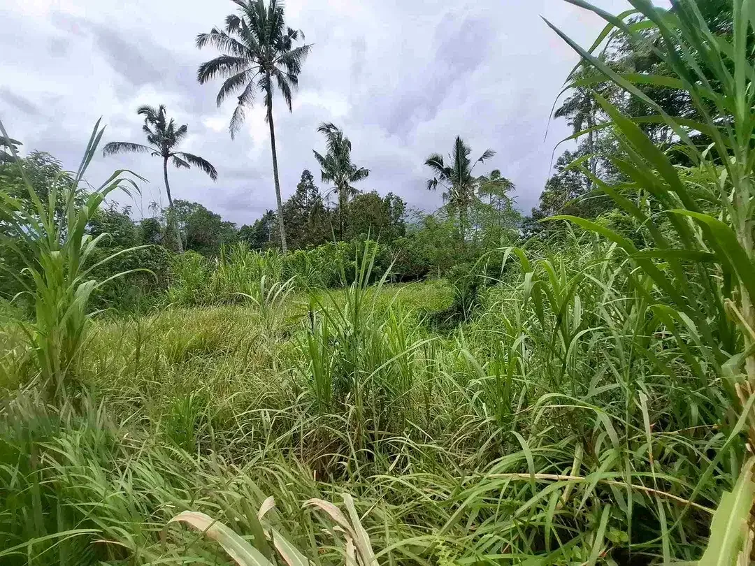 tanah view sawah dan gunung akses jalan aspal didaerah wisata angsri - Image 7 of 10