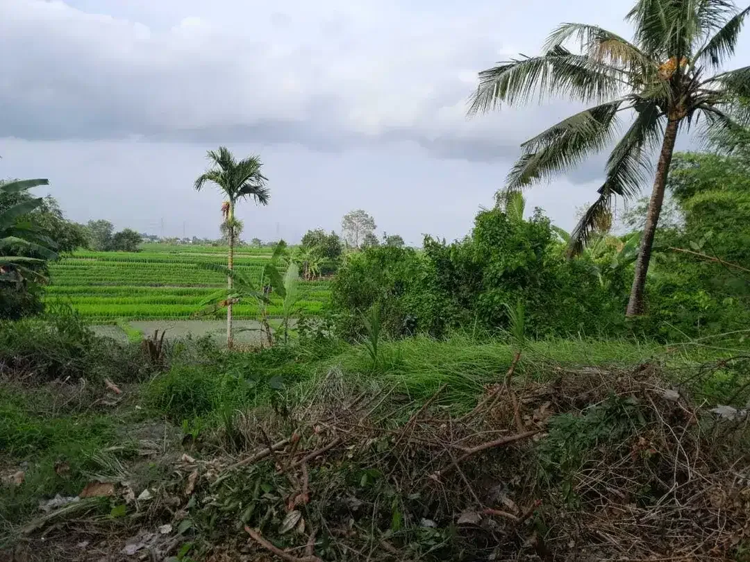 Prime land of 650 sqm amidst rice fields for sale in Cepaka, Tabanan - Image 7 of 9