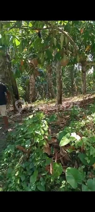 Jual Tanah Kebun Murah di Pinggir Jalan Aspal di Tabanan - Image 4 of 4