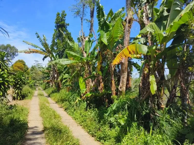 Dijual tanah murah dengan air terjun di bali - Image 9 of 10