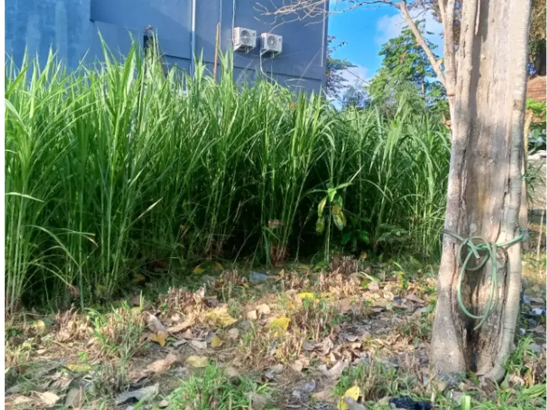 Land For Rent at Pecatu - Image 7 of 10