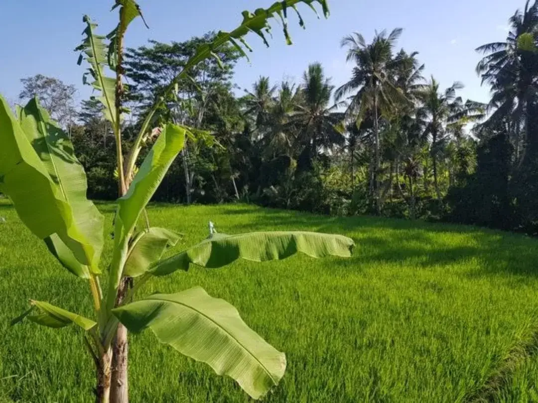 Tanah Murah Dekat Ubud View Sawah Luas 28,2 Are Cocok Villa di Pejeng, Gianyar - Image 7 of 10