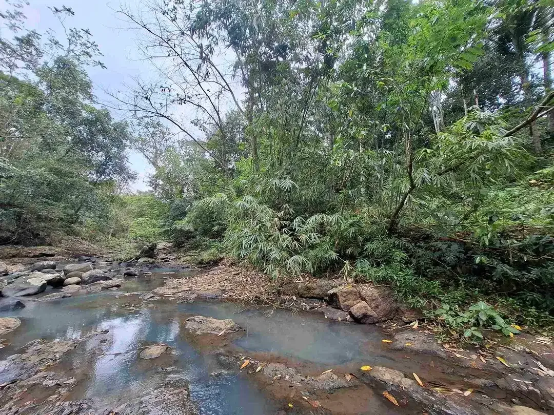 Dijual tanah kebun los sungai lokasi sangat strategis dekat dengan fasilitas umum dan tempat wisata di tabanan bali - Image 6 of 10