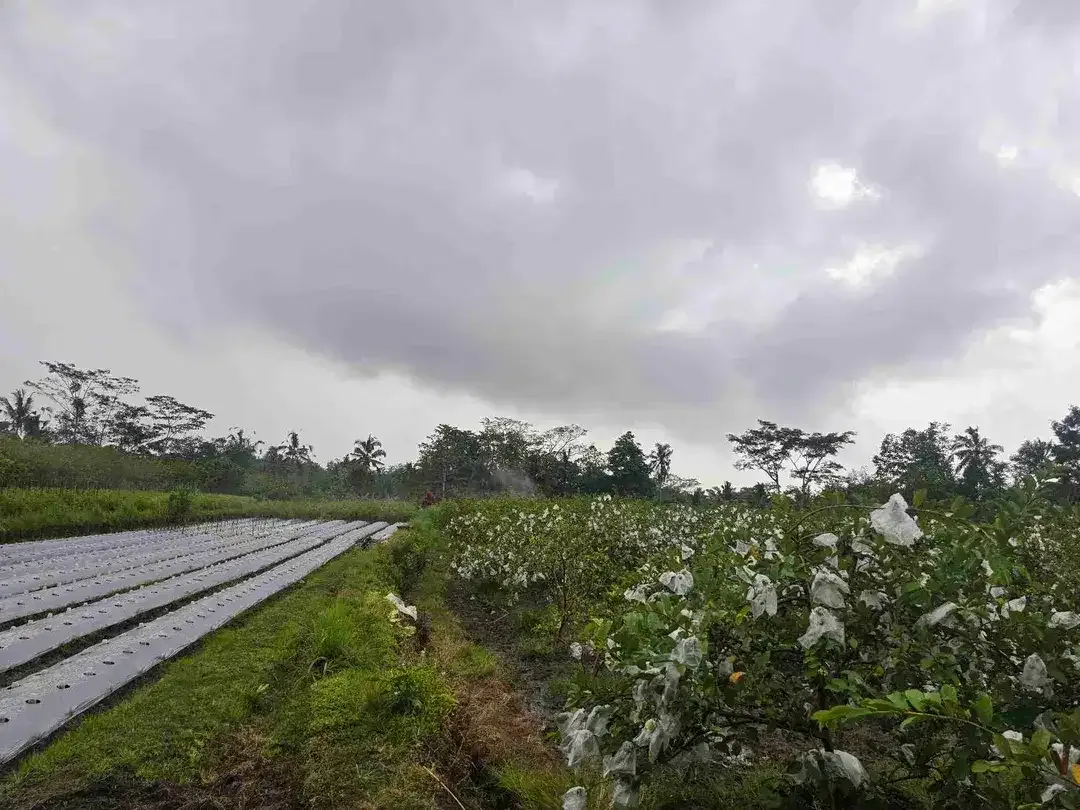 DIJUAL TANAH DATAR JAMBU KRISTAL DI TABANAN BALI - Image 4 of 10