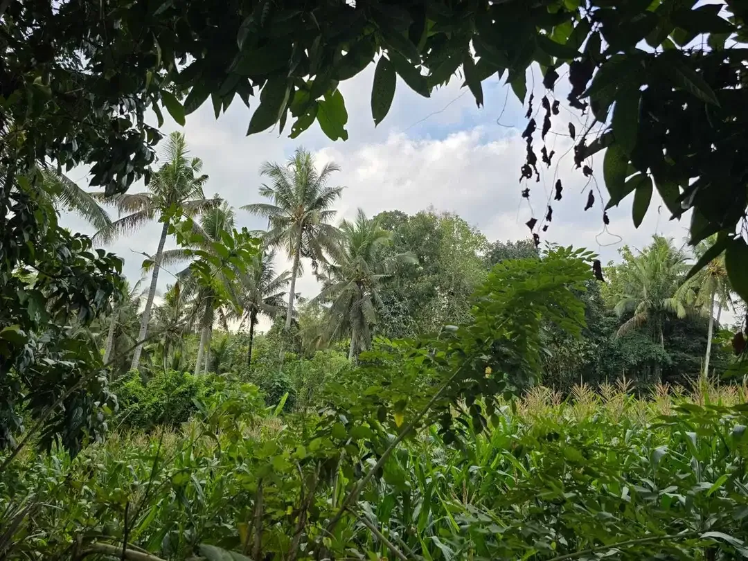 Dijual tanah los sungai view sawah di bali - Image 8 of 10