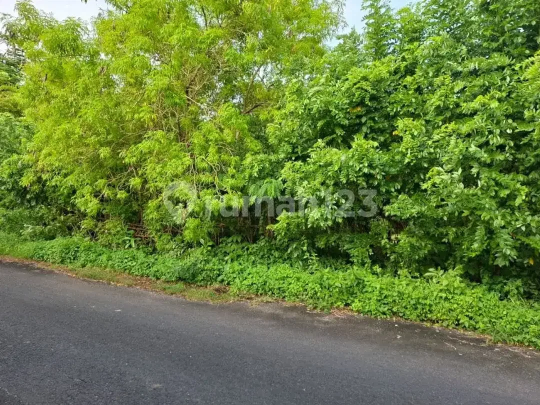 Land For Sale In Jalan Temu Dewi Pecatu Uluwatu, South Kuta, Badung - Bali - Image 5 of 5