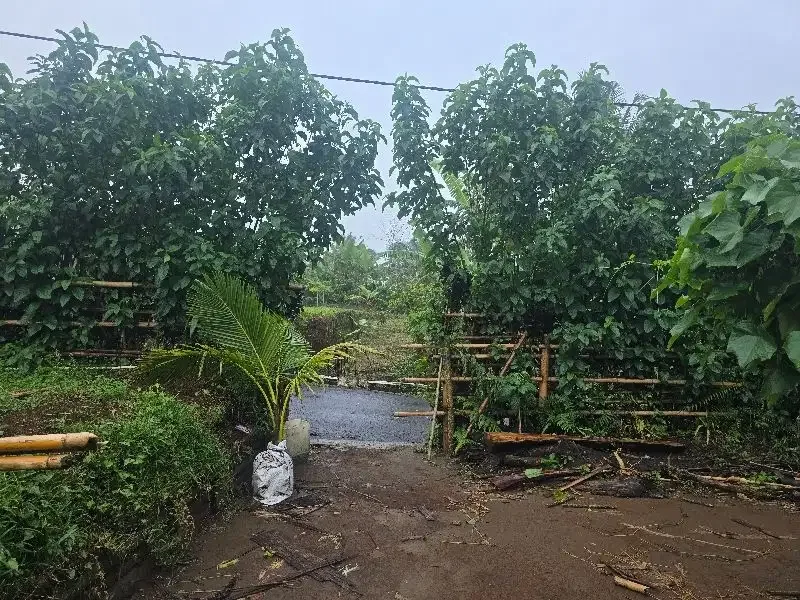 Dijual tanah kebun durian view lembah dan gunung - Image 3 of 8