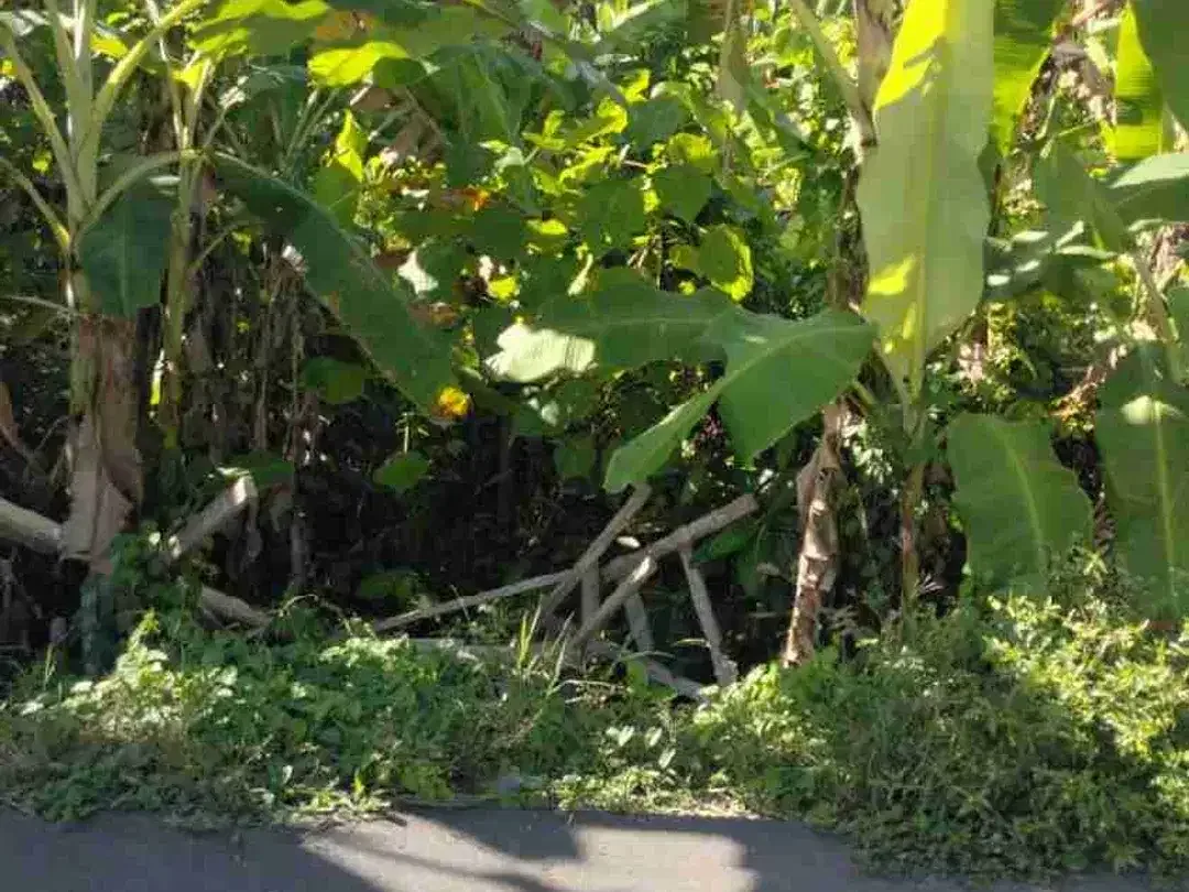 Di jual tanah bagus di pererenan cocok untuk di bangun villa dan hujan lain nya lingkungan bersih dan view sawah - Image 2 of 5