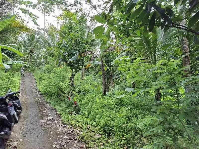 Dijual tanah kebun durian los sungai bebatuan di tabanan bali - Image 9 of 10