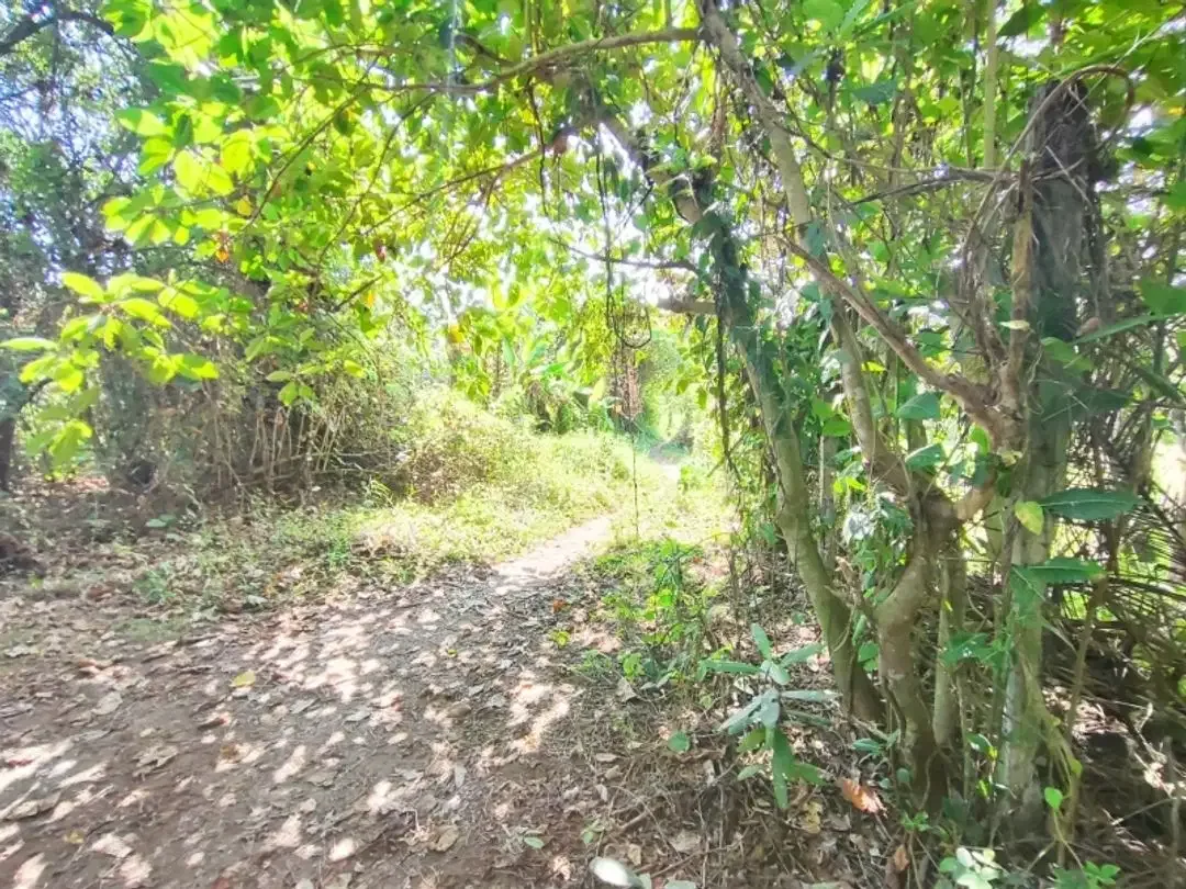 Tanah Dijual Cepat Dekat Pantai Yeh Gangga - Image 4 of 10