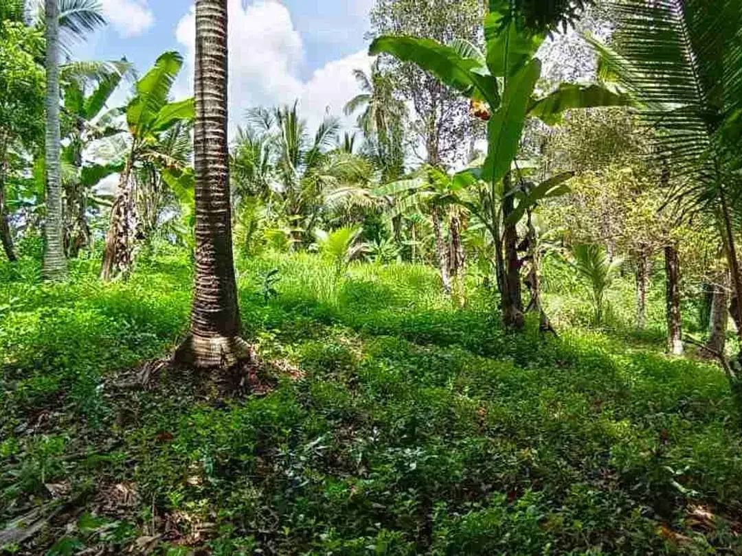 jual tanah kebun Los sungai murah di tabanan bali - Image 2 of 10