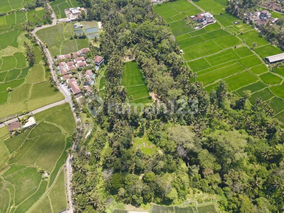 Dijual Tanah Tegallalang Ubud - Image 4 of 4