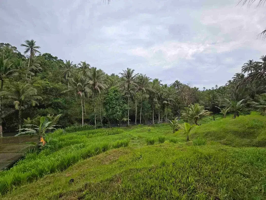 Dijual tanah los sungai dan vieq sawah murah di bali - Image 7 of 10