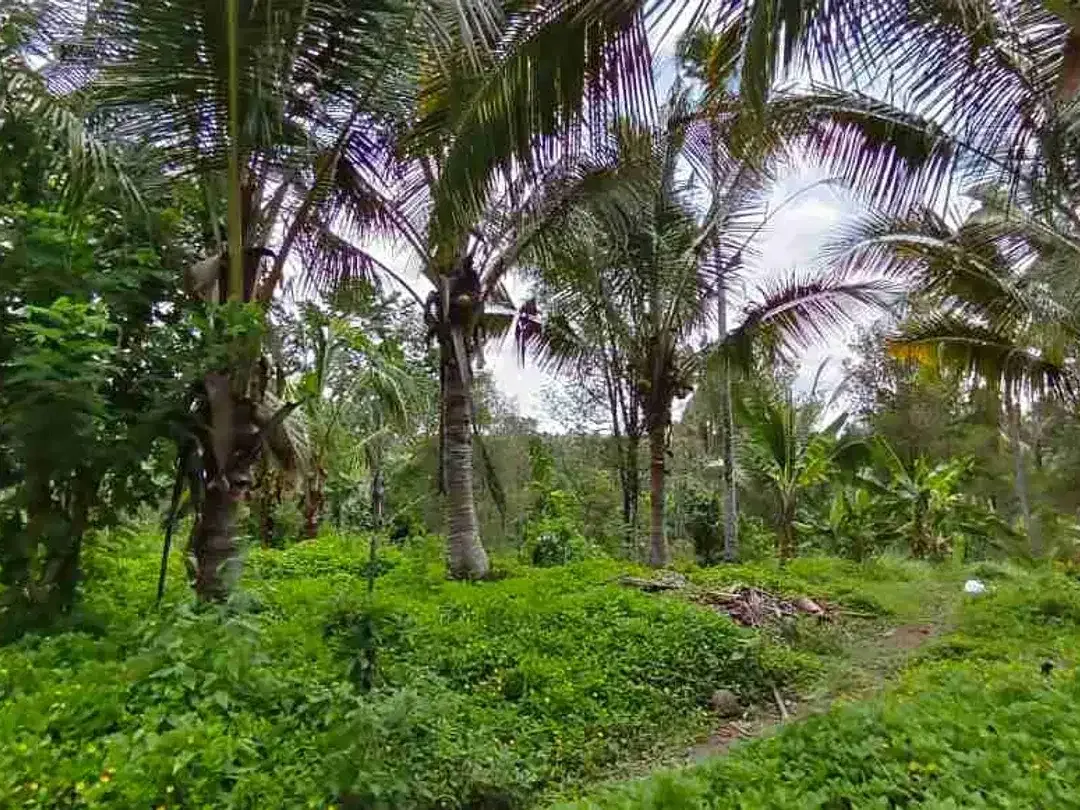 jual tanah kebun Los sungai murah di tabanan bali - Image 9 of 10