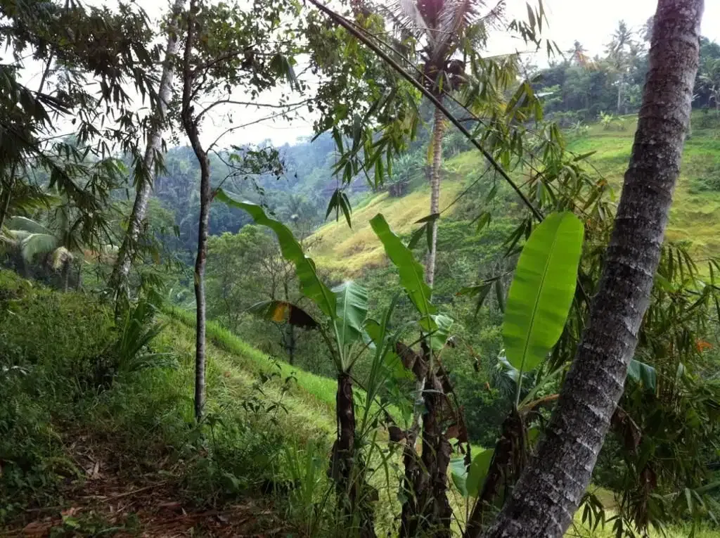 Tanah Tebing Dengan Panorama Hutan Dan Sungai di Ubud Bali - Image 4 of 10