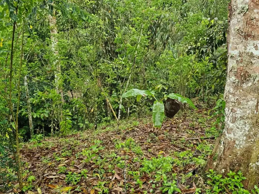jungle river side - Image 2 of 10
