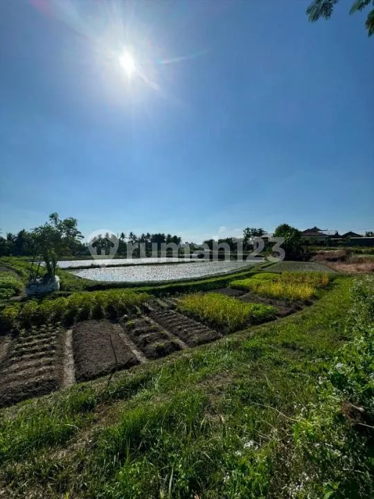 Dijual Tanah - Singakerta, Ubud View Sawah dan Sunset - Image 1 of 4