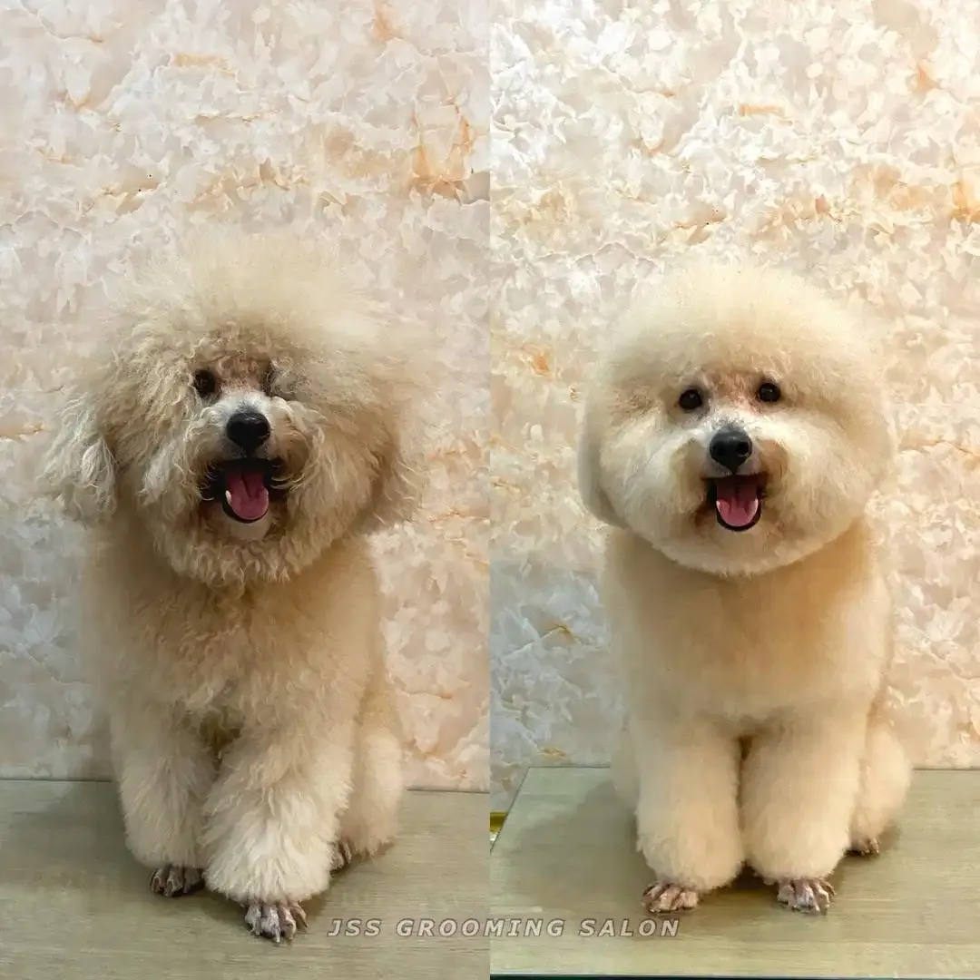 Grooming anjing di denpasar - Image 6 of 7