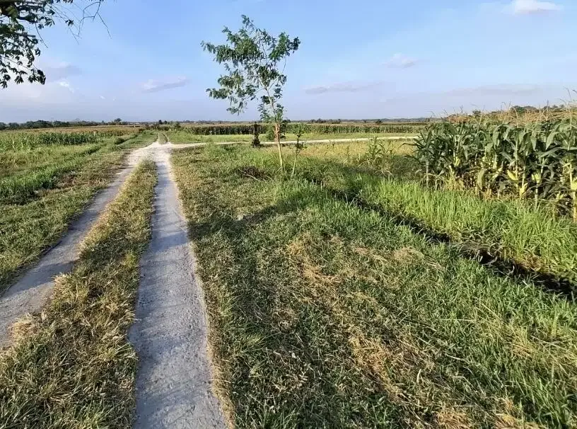 Dijual tanah zona pink dekat pantai di selemadeg didaerah berkembang - Image 6 of 8
