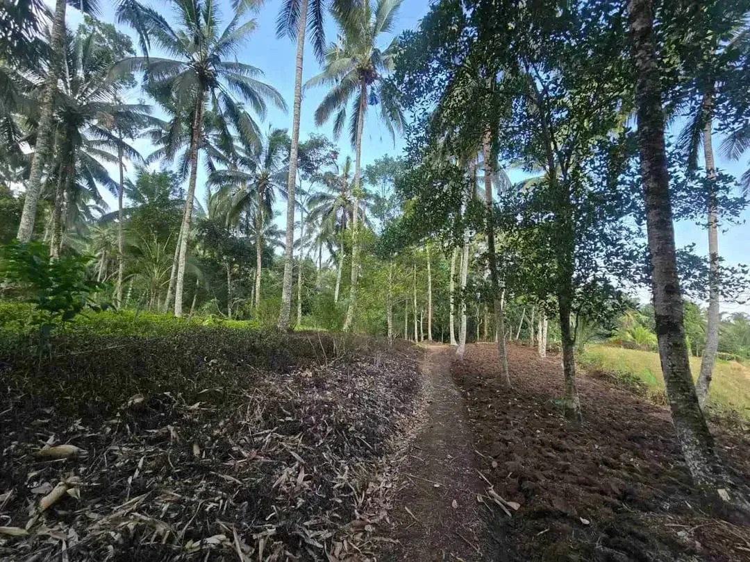 tanah kebun sangat subur dan strategis cocok untuk villa dengan view sawah terasering di area wisata selemadeg - Image 5 of 10