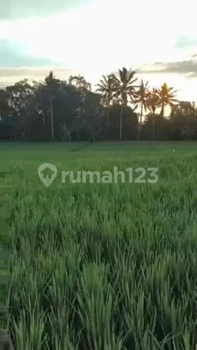 Tanah Luas Stragis Dekat Pusat Ubud di Peliatan, Gianyar Bali - Image 4 of 4