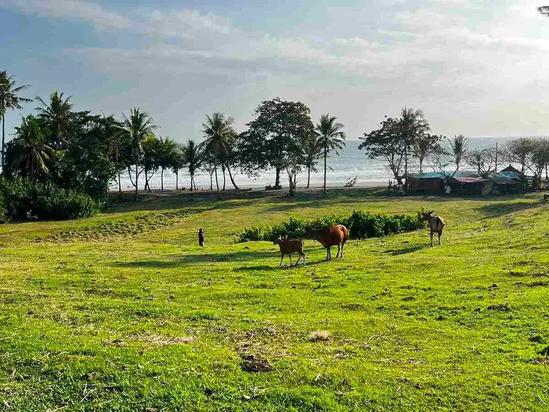 Jual tanah pantai kelecung tabanan bali - Image 8 of 10